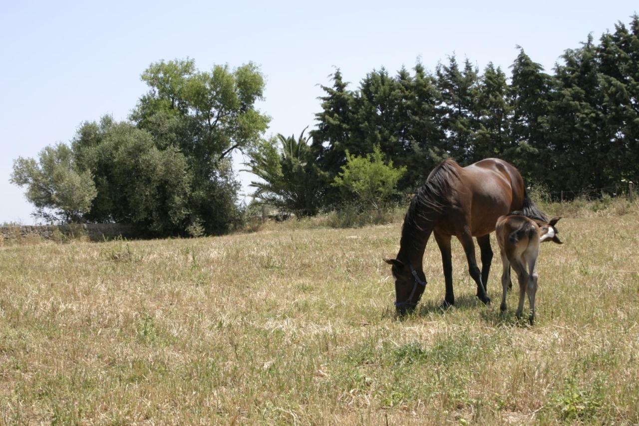 Tenuta San Calogero App Rosmarino Agnone Bagni